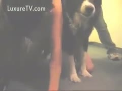 A lustful married harlot makes out with a cute dog.
